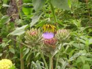 Location de particuliers � particuliers Les terrasses du l�ard Chambres d'hotes Sarthe photo 14