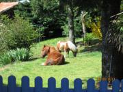 Location de particuliers � particuliers G�te  piscine et SPA G�te Aude photo 11