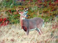 Location de particuliers � particuliers G�te salle de reception le Moulin de Cherre  de groupe bord du loir G�te Sarthe photo 14