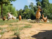 Location de particuliers � particuliers G�te salle de reception le Moulin de Cherre  de groupe bord du loir G�te Sarthe photo 15