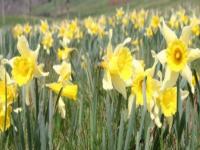 Location de particuliers � particuliers La Maison des Bouzols Chambres d'hotes Haute loire photo 6