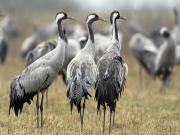 Location de particuliers � particuliers Gite La Grue Cendr�e, proche Lac du Der, 6 personnes G�te Haute Marne photo 14