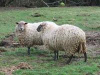 Location de particuliers � particuliers Cottage 10/20 personnes charme  G�te Orne photo 10