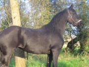 Location de particuliers � particuliers La Ferme De Tigny - G�te & Chambre d'H�tes en COTE D'OPALE - Mer, Rivi�re & Animaux... G�te Pas de Calais photo 13
