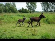 Location de particuliers � particuliers La Ferme De Tigny - G�te & Chambre d'H�tes en COTE D'OPALE - Mer, Rivi�re & Animaux... G�te Pas de Calais photo 14