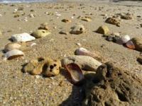 Location de particuliers � particuliers Appartement spacieux � 2OO m de la plage au coeur de Fromentine Location saisonni�re Vend�e photo 7