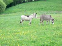 Location de particuliers � particuliers Location vacances puy de dome � la source du Barrage de Bort les Orgues  Location saisonni�re Puy de D�me photo 6