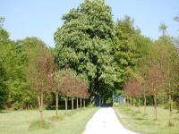 Location de particuliers � particuliers G�te chaumi�re de la plane proche Deauville et Honfleur G�te Calvados photo 3