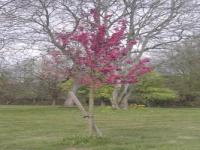 Location de particuliers � particuliers G�te chaumi�re de la plane proche Deauville et Honfleur G�te Calvados photo 7