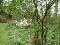 Location de particuliers � particuliers Glycine au Jasmin proximite baie de somme  Chambres d'hotes Somme photo 3
