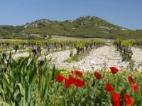 Location de particuliers � particuliers Les Chambres de Vincent, Entre Pont du Gard et Palais des Papes Chambres d'hotes Gard photo 10