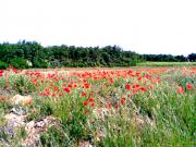 Location de particuliers � particuliers Chambre d'h�tes Shad  -  Barjac Gard  entre Gorges de l'Ard�che et Vall�e de la C�ze Chambres d'hotes Gard photo 10