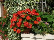 Location de particuliers � particuliers FIGEAC:Plain pied a la campagne avec piscine(possibilit� W.E)pr�s de figeac G�te Lot photo 7