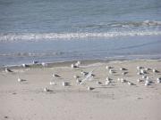 Location de particuliers � particuliers Baie de Somme, Marquenterre, Proche des plages Le Crotoy, Quend et fort-Mahon G�te Somme photo 13