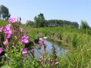 Location de particuliers � particuliers Baie de Somme, Marquenterre, Proche des plages Le Crotoy, Quend et fort-Mahon G�te Somme photo 9