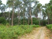 Location de particuliers � particuliers Les g�tes de Hillon - le g�te des suriers � Poudenas en Lot-et-Garonne G�te Lot et Garonne photo 10