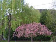 Location de particuliers � particuliers  Au coeur de l'Auvergne avec piscine enfants  G�te Puy de D�me photo 9