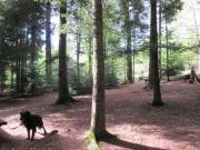 Location de particuliers � particuliers GITE de la FORGE proche Vosges, Celles sur Plaine, Lacs de Pierre-Perc�e, Vosges et Alsace G�te Meurthe et Moselle photo 13