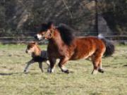 Location de particuliers � particuliers Le g�te du petit cheval nich� au sein d'un �levage de chevaux  G�te Seine Maritime photo 10