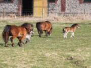 Location de particuliers � particuliers Le g�te du petit cheval nich� au sein d'un �levage de chevaux  G�te Seine Maritime photo 7