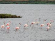 Location de particuliers � particuliers G�te � proximit� des �tangs de Bages et Peyriac de mer G�te Aude photo 7