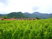 Location de particuliers � particuliers LE VOGELGARTEN � 3kms de KAYSERSBERG, 10kms de COLMAR et RIBEAUVILLE Chambres d'hotes Haut Rhin photo 5