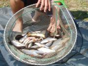 Location de particuliers � particuliers Maison r�nov�e avec �tang de PECHE Priv�e - ferme - WIFI offert Location saisonni�re Cantal photo 10