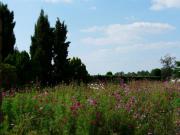 Location de particuliers � particuliers Maison de caract�re pour les vacances, R�gion de Montauban G�te Tarn et Garonne photo 14