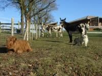 Location de particuliers � particuliers GITE et NATURE avec large piscine chauff�e G�te Loire Atlantique photo 2