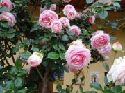 Location de particuliers � particuliers DOMAINE DES MATHIEUX sur les hauteurs des Causses du Quercy Chambres d'hotes Lot photo 7