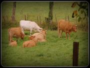 Location de particuliers � particuliers Gite rural tout pr�s du village de Villecomtal G�te Aveyron photo 10