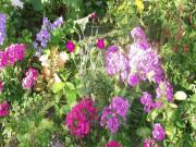 Location de particuliers � particuliers ESPRIT BUCOLIQUE EN SARTHE Chambres d'hotes Sarthe photo 2