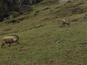 Location de particuliers � particuliers T2/T3 avec grande terrasse et vue sur le Mont Blanc Location saisonni�re Haute Savoie photo 7