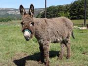 Location de particuliers � particuliers CABANE SUR PILOTIS FACE A LA VALLEE ET A LA MONTAGNE vue magnifique Chalet Alpes maritimes photo 6