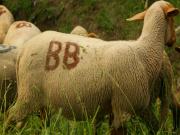 Location de particuliers � particuliers Adonis Valberg - Location au Ski, Station de sport d'hiver class�e 