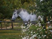 Location de particuliers � particuliers G�te Normand de charme les ch�taigniers G�te Seine Maritime photo 7