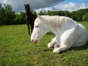 Location de particuliers � particuliers Domaine du roc ,location g�te avec piscine pr�s de Saint Emilion G�te Gironde photo 12