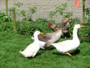 Location de particuliers � particuliers G�tes � la campagne - Calme assur� entre les 2 Caps G�te Pas de Calais photo 14