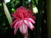 Location de particuliers � particuliers Le Chalet du Soleil, � 20 min de Point � Pitre Chalet Guadeloupe photo 12