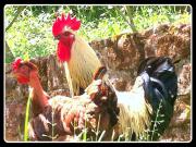 Location de particuliers � particuliers Domaine de jouani Location saisonni�re Aveyron photo 10