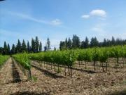 Location de particuliers � particuliers Yourte en Provence au pied du Mont Ventoux avec vue sur les dentelles de Montmirail Chambres d'hotes Vaucluse photo 13