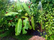 Location de particuliers � particuliers BLEU VANILLE, kaz et jardin de charme G�te Guadeloupe photo 12