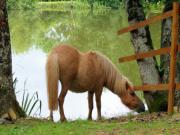 Location de particuliers � particuliers LA CLE DES CHAMPS au bord d�un �tang de p�che priv�  G�te Deux S�vres photo 11