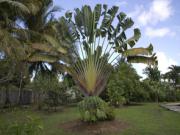 Location de particuliers � particuliers Lasainterosienne Location saisonni�re Guadeloupe photo 11