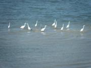 Location de particuliers � particuliers Les rives du lac du der, Situation exceptionnelle G�te Marne photo 7