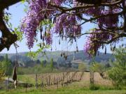 Location de particuliers � particuliers Les picat'lies pour le calme, vignerons en bio vignoble des c�tes roannaises Chambres d'hotes Loire photo 15
