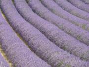 Location de particuliers � particuliers Maison de charme en Provence Location saisonni�re Vaucluse photo 14