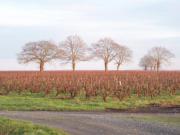 Location de particuliers � particuliers Chambres d'h�tes La Genoise au coeur du vignoble nantais Chambres d'hotes Maine et Loire photo 7