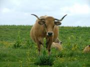 Location de particuliers � particuliers Gites au calme sur l'Aubrac en Loz�re, route des lacs G�te Loz�re photo 12