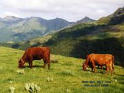 Location de particuliers � particuliers G�te Vall�e d'Aspre, montagne, espaces et nature. G�te Cantal photo 15